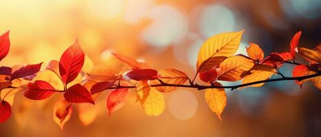 Banner with autumn red and orange leaves on a branch photo