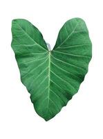 verde hoja aislado en blanco fondo, un verde hoja es mostrado en el forma de un corazón, verde, hoja, planta, ecológico, naturaleza, árbol rama, aislado, cerca arriba, fondo, natural, árbol, fresco, jardín, foto