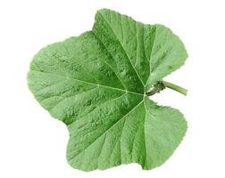 a large green pumpkin leaf on a white background,  green leaf isolated on white photo