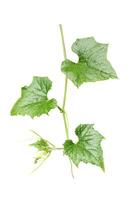 a plant with green leaves and a stem on white background photo