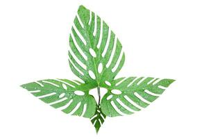 un verde hoja con agujeros en él, verde hoja aislado en blanco fondo, verde hojas de tropical verde monstera hoja aislado en blanco fondo, foto