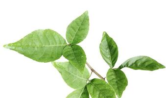 a plant with green leaves on a white background,  green Aegle marmelos leaf is shown on a white background, wood apple leaves , green, leaf, plant, eco, nature, tree branch, isolated, close up, photo