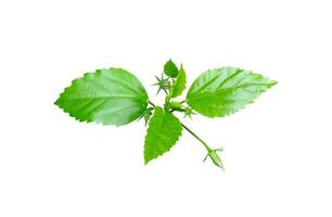 verde hoja aislado en blanco fondo, verde hojas de tropical verde monstera hoja aislado en blanco fondo, foto