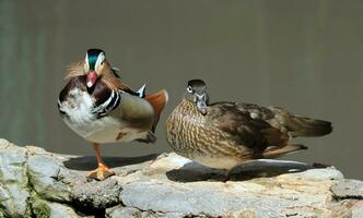 Male and female mandarin ducks, aix galericulata photo