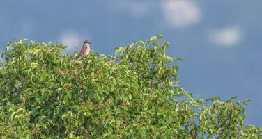 Female red-backed shrike, lanius collurio, standing on green leaves photo