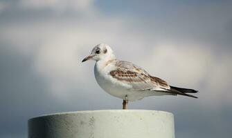 Seagull on a post photo