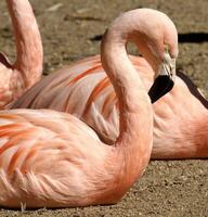 Chilean flamingo portrait photo