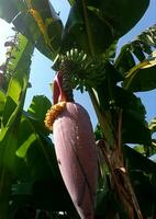 Close-up of a banana heart flower photo