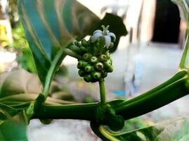 The beautiful noni fruit flowers are white photo