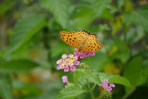 orange butterfly with spotted wings in the wild photo