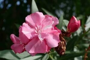 un rosado flor con blanco pétalos es floreciente foto