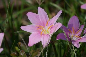 a close up of some pink flowers in the grass photo