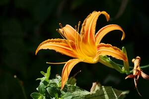 naranja día lirio foto