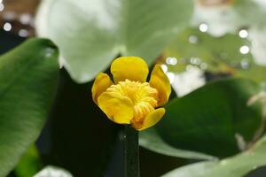 a yellow flower is growing in front of a pond photo