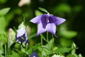 a purple flower is growing in the middle of some green leaves photo