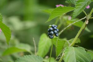 wild blackberries in the field photo