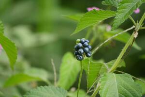 salvaje moras en el campo foto