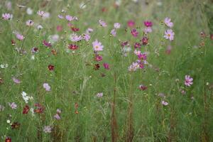 a meadow of wild flowers in the middle of a field photo