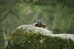 a turtle is sitting on a rock photo