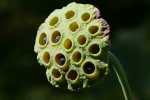 un cerca arriba de un loto cabeza de flor con semillas foto