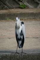 a great blue heron standing on the riverbank photo