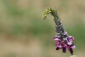 a purple flower with a green stem in front of a field photo