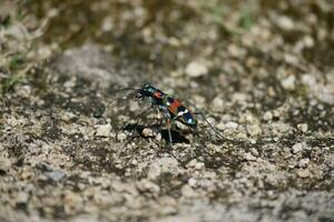 spotted tiger beetle photo