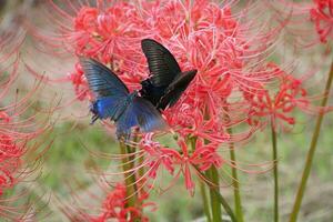 iridescent butterflies and red spider lilies photo