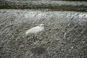 a snowy egret with long legs standing in the river photo