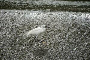 a snowy egret with long legs standing in the river photo