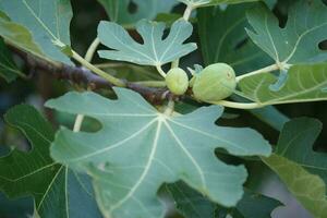 figs on a fig tree photo