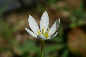 a white flower with yellow stamens photo