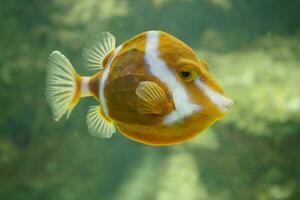 a close up of a yellow and white fish photo