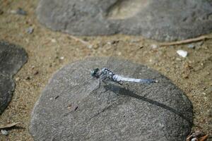 a dragonfly on a rock in the sand photo