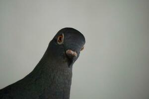 a close up of a pigeon with an orange eye photo