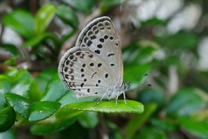 un mariposa con negro lugares en sus alas es sentado en un verde hoja foto