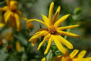 a yellow flower with a green stem and yellow petals photo