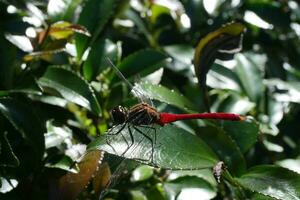a red dragonfly on a leaf photo