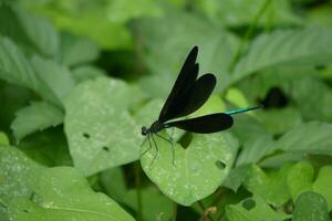 a damselfly with black wings and green body sitting on a leaf photo