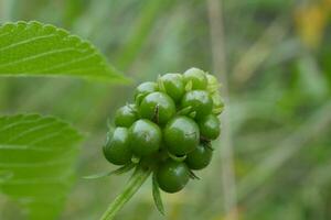 a green plant with small berries on it photo