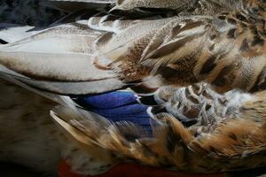 a close up of a bird's feathers photo