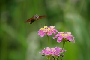 hummingbird moth in the wild photo