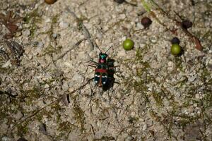 spotted tiger beetle photo