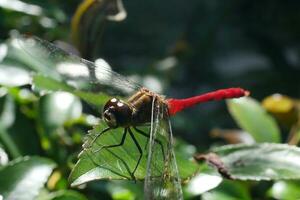 a red dragonfly on a leaf photo