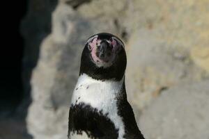 un pingüino con sus boca abierto foto