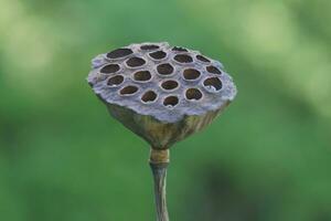 a dried lotus flowerhead with seeds in the holes photo