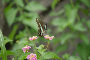 butterfly with turquoise and brown wings in the wild photo