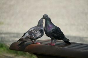 two pigeons are standing on a bench photo