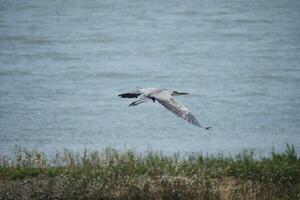 a bird flying over a body of water photo