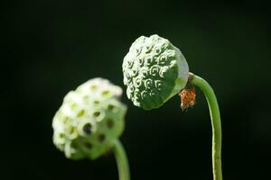 a close up of two green flowers photo